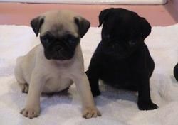 Beautiful Pug puppies ready now. they are ready for their their new
