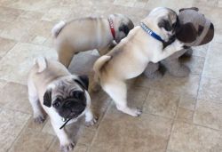 Healthy Pug puppies available for sale