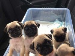 Stunning Pug Puppies for sale