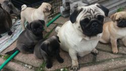 Pug puppies Now ready to go