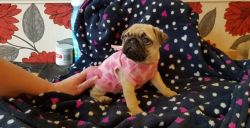 Adorable pug puppy available here for homing