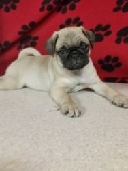 Cute Pug puppies for Sale
