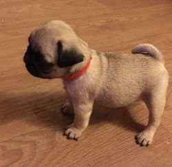 Stunning Pug Pups With Fantastic Show Lines