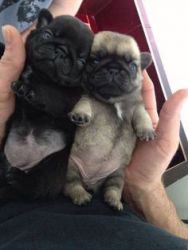 Charming pug Puppies Available
