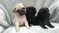 Good Looking Pug puppies ready now for sale