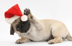 Adorable pug puppies available for Santa, rehome
