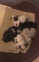Baby pug puppies for adoption