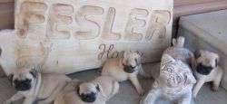 Baby pug puppies for adoption