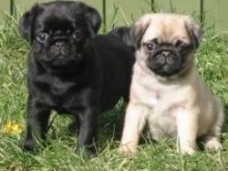 Beautiful Pug puppies male and female