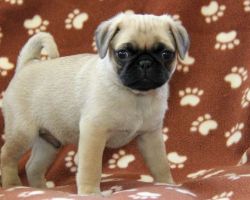 GORGEOUS male and female Pug Puppies