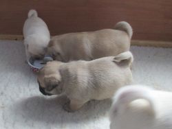 Sweet AKC pug puppies ready for rehoming