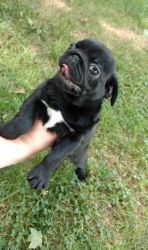 Fawn/Black Pug Puppies Searching For Good Homes.