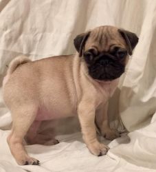 3 month old male pugs