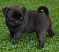 Top Quality Black Pug Puppies Available