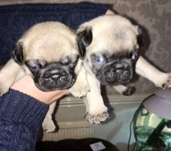Adorable Frug Puppies For Sale ASAP
