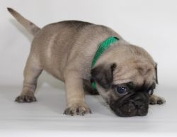Fawn pug puppies