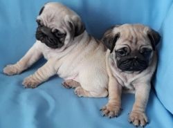 Healthy Pug Puppies!!he waiting for you!!!