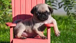Black and fawn Pug Ready now