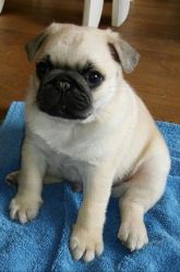 2 Beautiful Pug Puppies For Sale