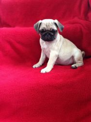 Kc Registered Fawn Pugs ( Ready Now)
