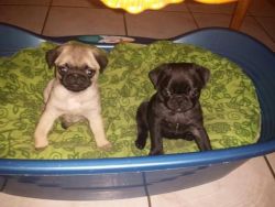 PUG PUPPIES for sale