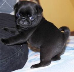 Fawn And Black Pug Puppies