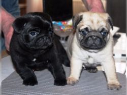 Registered Pug puppies available for rehoming.