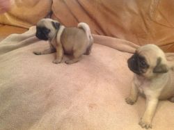Pug puppies for Xmas
