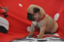 *beautiful Chunky Kc Pug Puppies * for sale