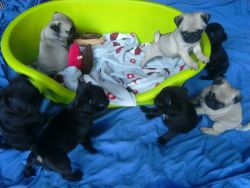 Kc Registered Pug Puppies ' Fawn And Black 'for adoption