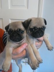 Beautiful Kc Pug Puppy for sale