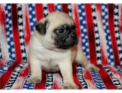 Pug puppies for adoptions