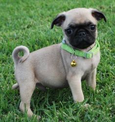 full blooded Pug puppies