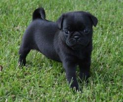 Perfect Healthy Pug puppies For Sale