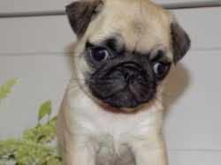 Purebred AKC registered healthy Pug Puppies