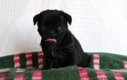 loving and affectionate Pug puppies for sale.