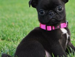Healthy male and female Healthy Pug puppies