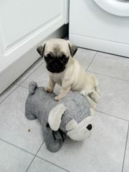 Pure Black and Fawn Pug Puppies Ready Now!
