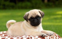Sister is a cute Pug puppy with a lovable spirit.