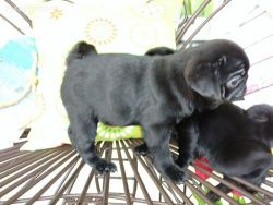 Black and Fawn Pug Puppies ready now!