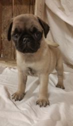 Top Potty/Home Trained Pug Puppies For Sale