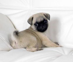 Beautiful Pug puppies available For Sale