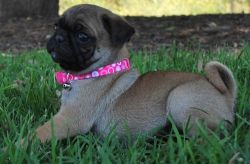 Healthy Litter Of Pug Puppies For Sale