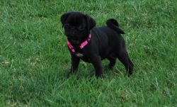 Amazing and Healthy M/F Fawn/Black Pug Puppies