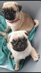 Pug puppies looking to be rehome