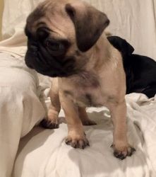 Lovely Pug Puppies male and female puppies