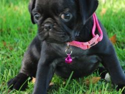 Wonderful and Healthy fawn/Black Pug Puppies