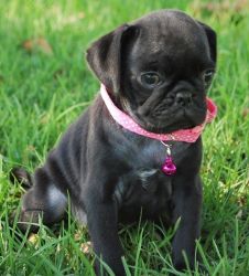 Sweet and Great AKC M/F Pug Puppies available