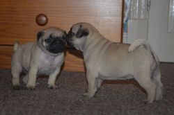 Beautiful Pug Puppies For New Home