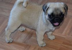 Five Beautiful Pug puppies for sale